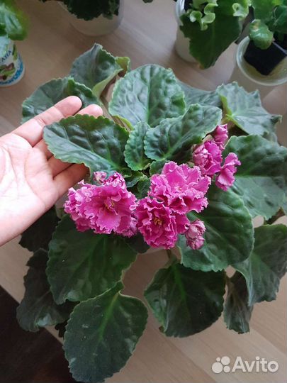 Фиалка рм-Фелисити