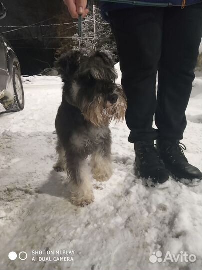 Цвергшнауцер черный с серебром щенки