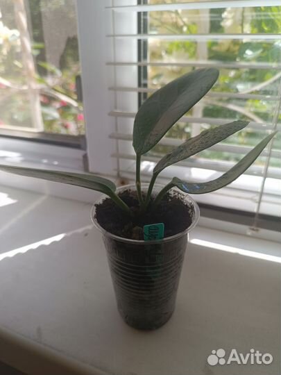 Хойя растение