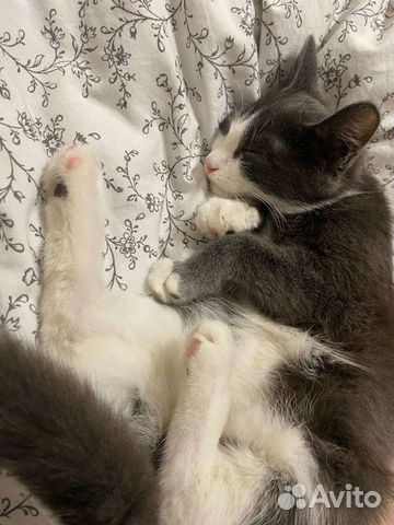 Передержка домашних животных