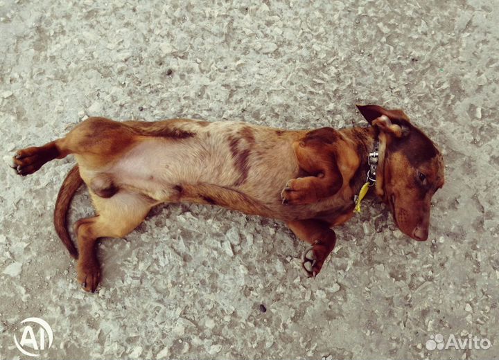 Такса вязка