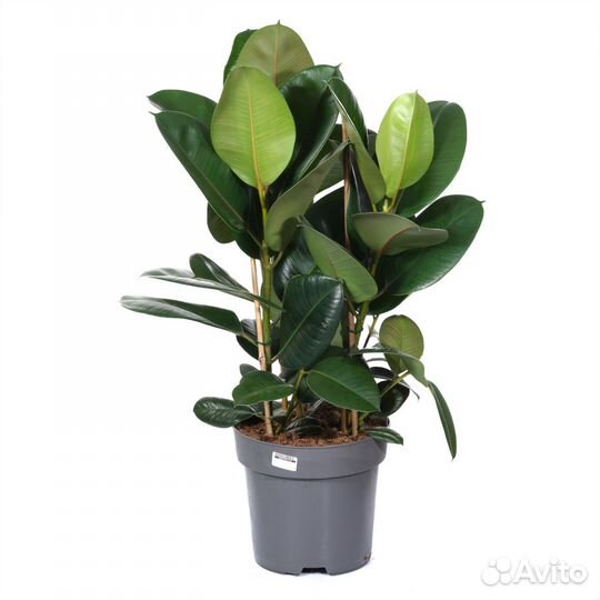 Высокие комнатные растения