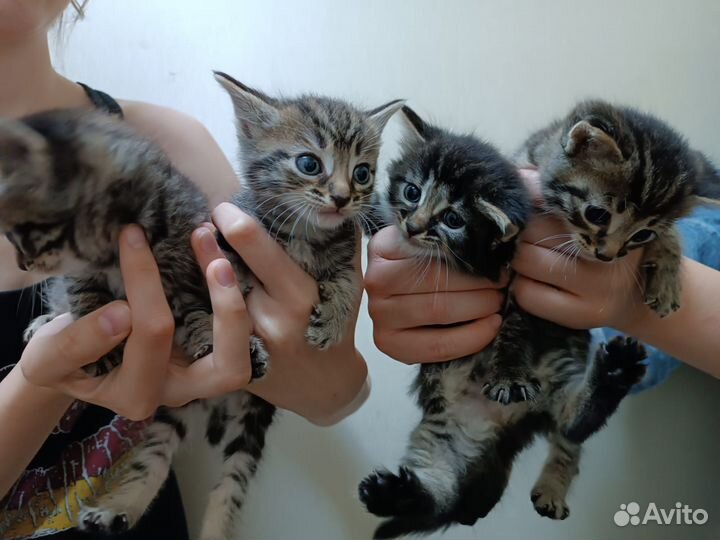 Котята в добрые руки