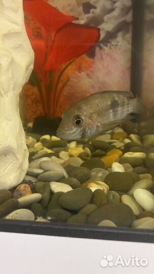 Попугай, астранутос, парчовый сом, акара