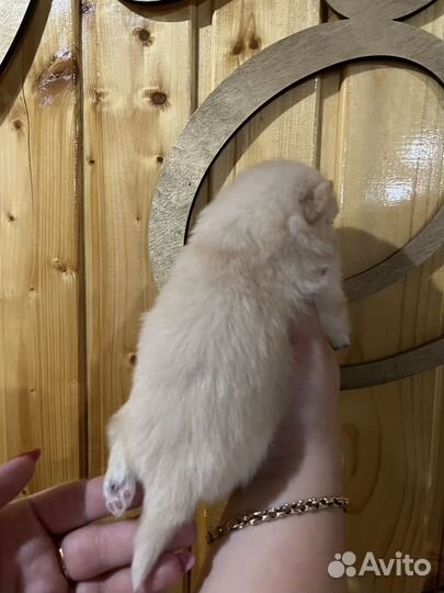 Щенки шпица