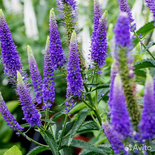 Многолетние растения для сада