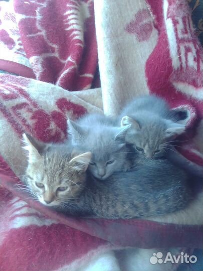 Котята отдам бесплатно