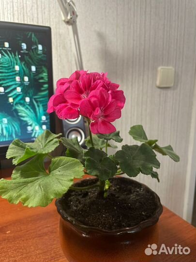 Пеларгония герань сортовая