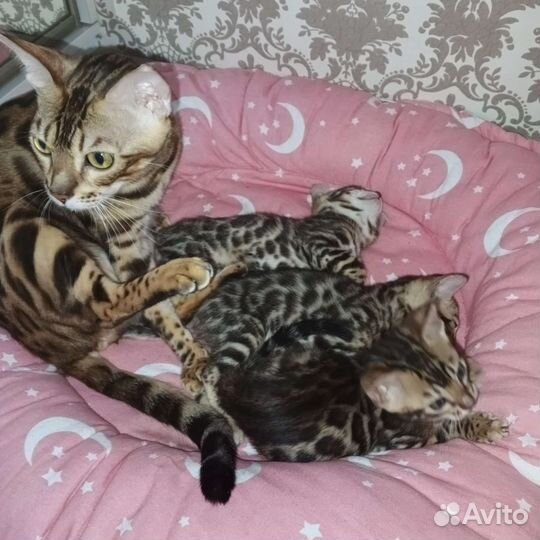 Бенгальские котята