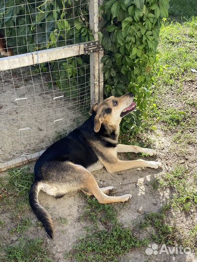 Собака в добрые руки