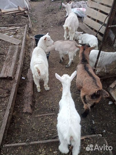Козел и козлята