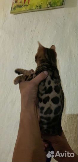 Бенгальская