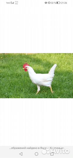 Петушки
