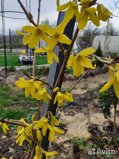 Декоративные кустарники