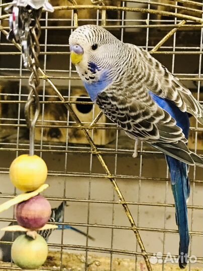 Птенцы волнистый попугай