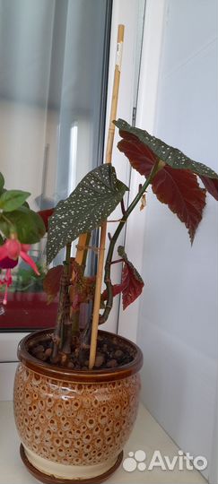 Бегония, фуксия