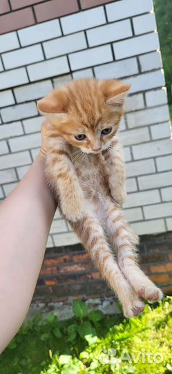 Рыжие Котята бесплатно