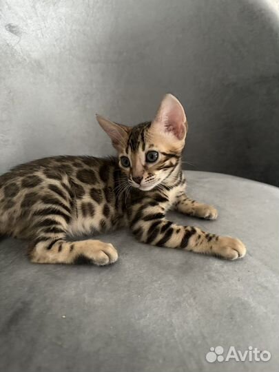 Бенгальские котята