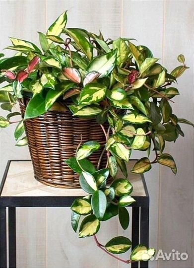 Хойя 3 сорта укорененные