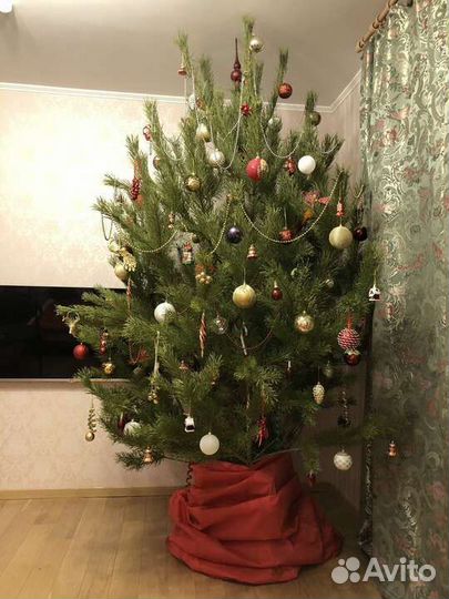 Ёлочка новогодняя Живая ель