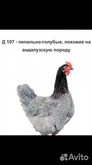 Чешский доминат молодка куры несушка несутся