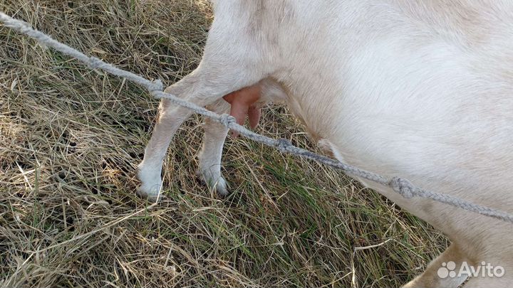 Зааненская коза