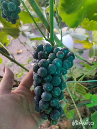 Виноград изабелла