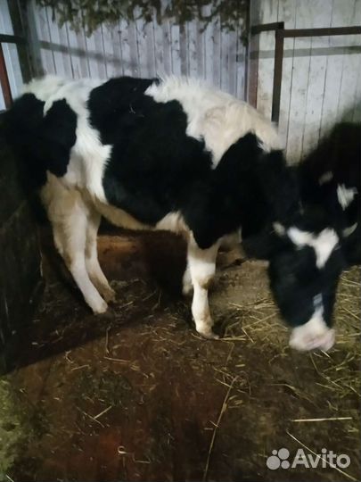 Телка 1 год 5 месяца