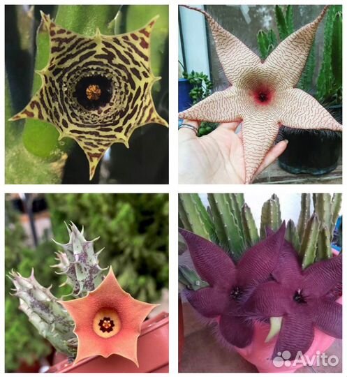 Суккуленты Эдитколея, гуэрния, стапелия, орбея