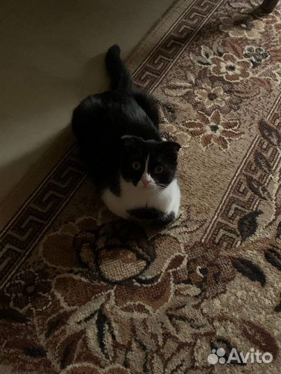 Кошка вислоухая