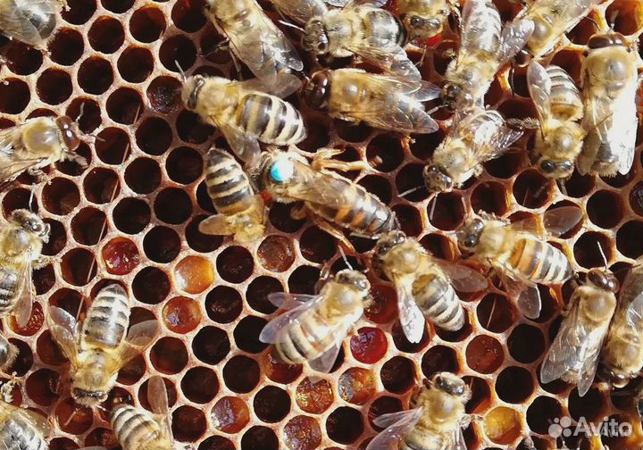 Пчелосемьи