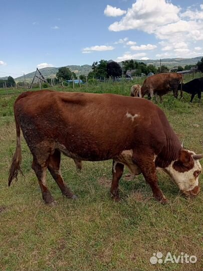 Быки на племя