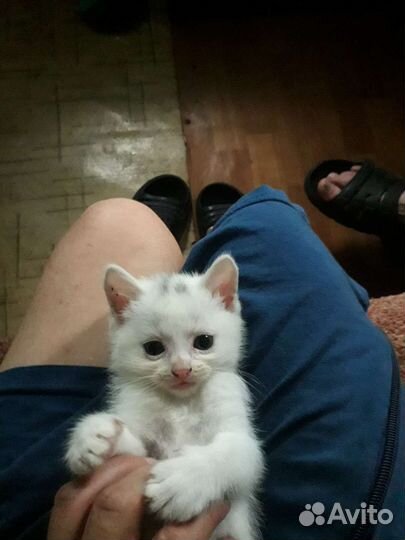 Котята отдам в добрые руки бесплатно