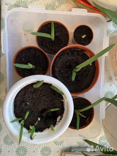 Комнатные цветы алоэ