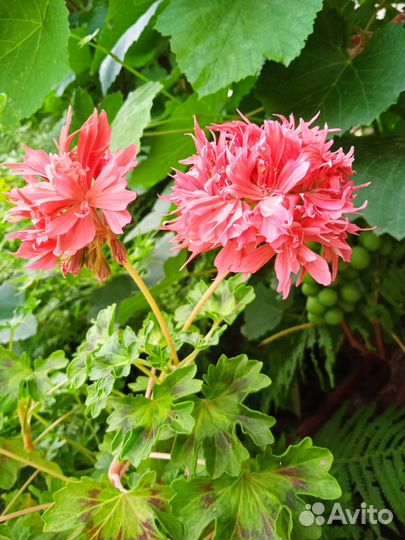 Домашние цветы