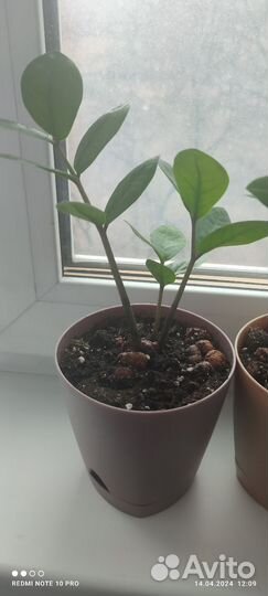 Замиокулькас