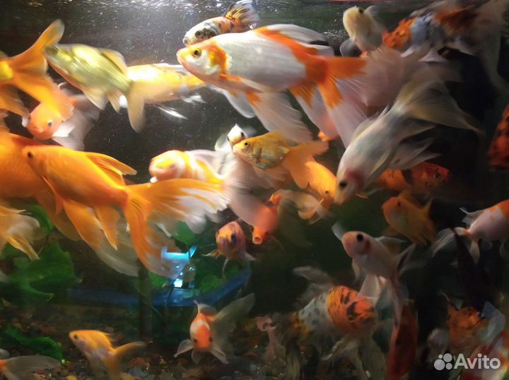 Золотые рыбки