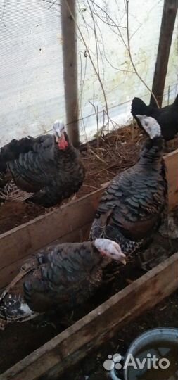 Индюки и Петухи