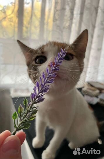 Котенок в добрые руки