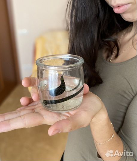 Гирудо практики