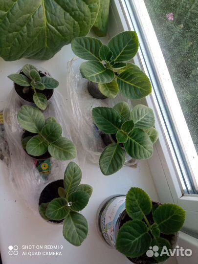 Глоксиния махровая