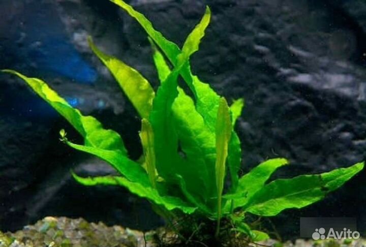 Аквариумные растения прополка