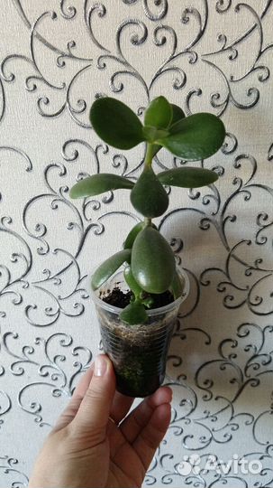 Алоэ, филодендрон, мандарин, фикус