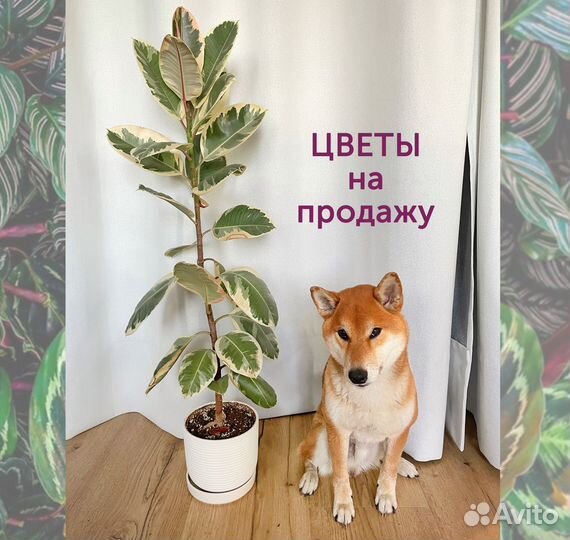 Цветы - фикус, толстянка, орхидея и др