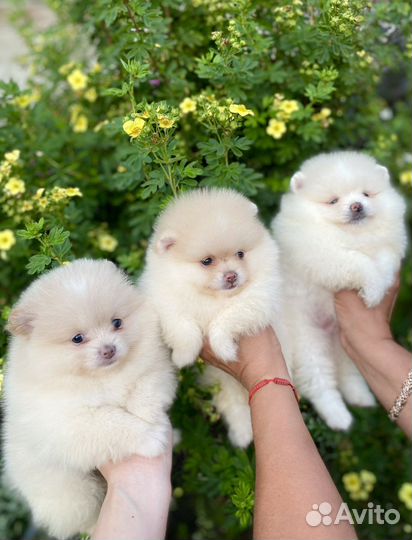Померашки-очаровашки