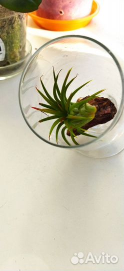 Тилландсия ионанта