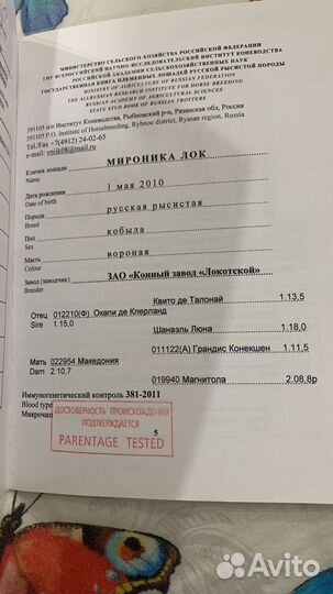 Лошади матки с жеребятами и жеребые