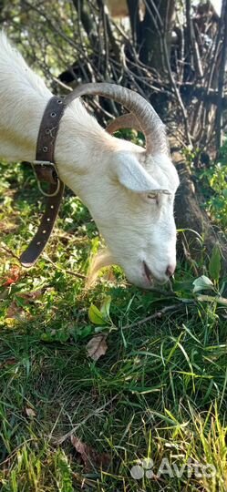 Продаю молодых коз 2-3 года и козлят