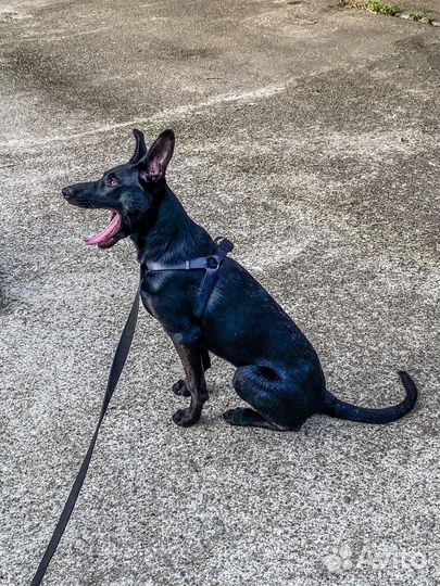 Щенок, девочка в добрые руки