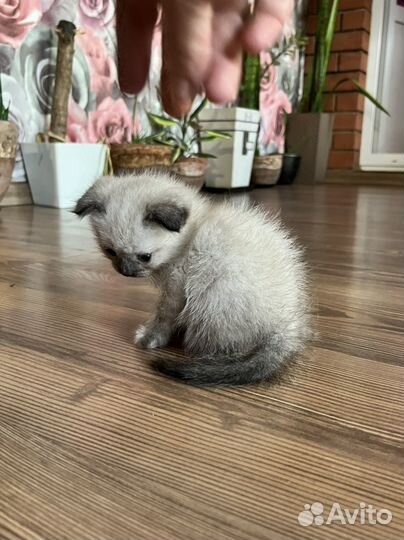 Сиамский вислоухий котенок